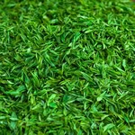 绿茶